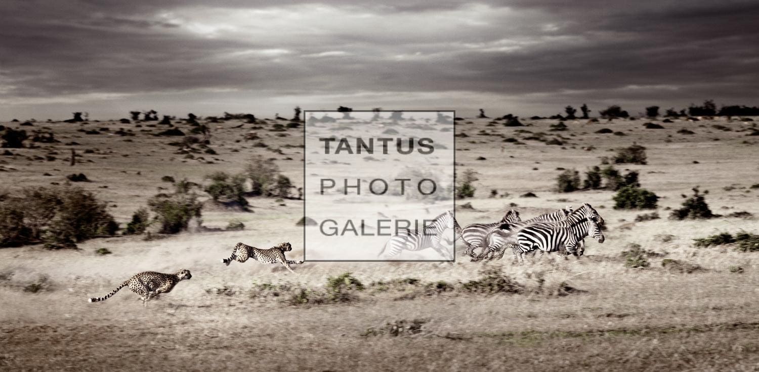 Acinonyx_Jubatus_-_The_Hunt