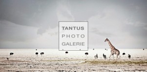 Giraffa Camelopardalis - Harmony_low