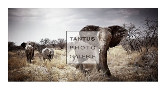 KLAUS_TIEDGE_T2_1030_MATRIACH_2