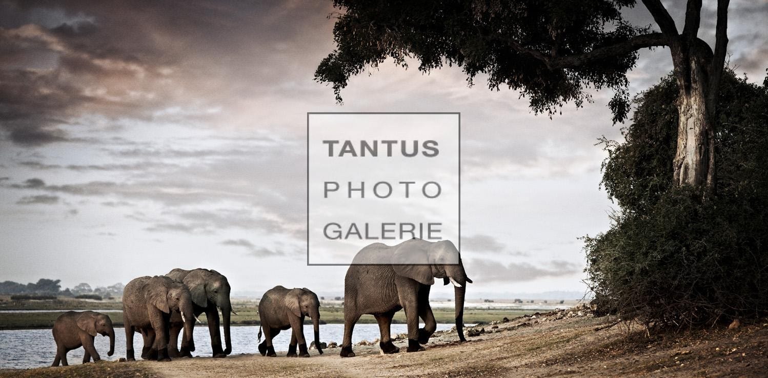 Loxodonta_-_Matriach__1