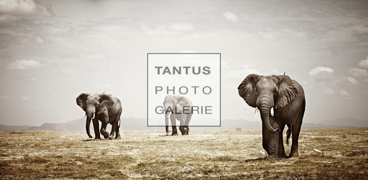 Loxodonta_Matriarch4