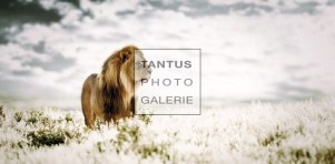 Panthera - Pride of Afric_low