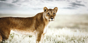 Panthera - Reverence_web