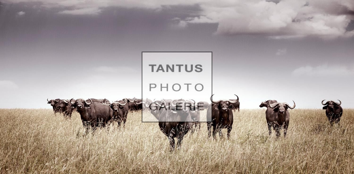 Syncerus_Caffer_-_Legion