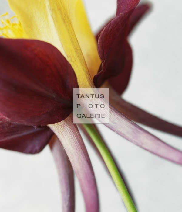 YellowColumbine_Roseburg